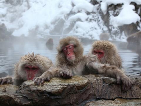 Japan: Islands of Extremes