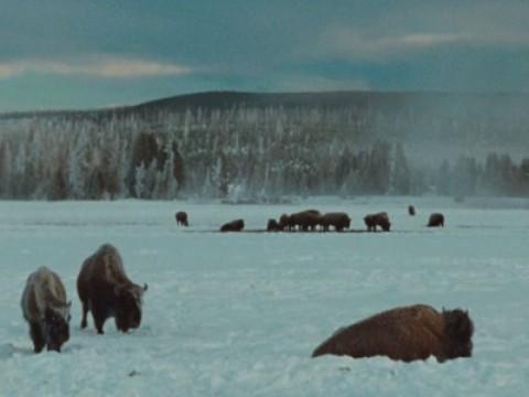 The National Parks: The Last Refuge (1890 to 1915)