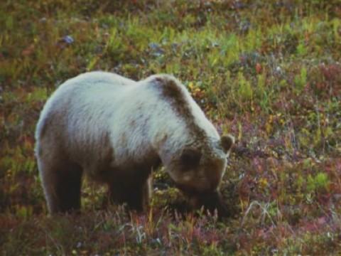 The National Parks: Great Nature (1933 to 1945)