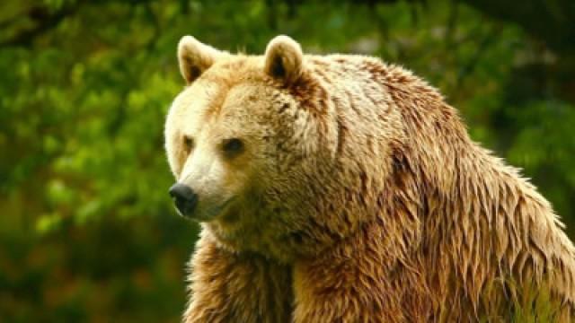 Unedited Footage of a Bear