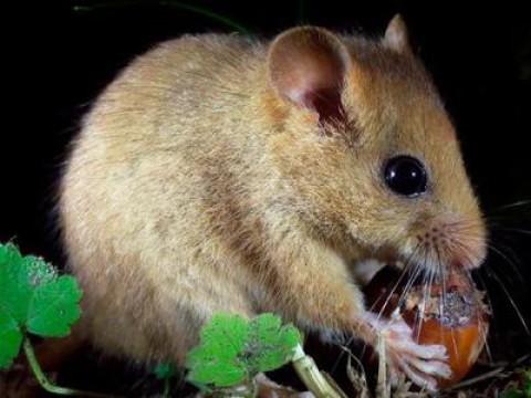 Kleiner Langschläfer hellwach – Die Haselmaus