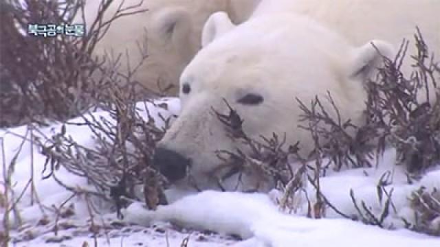 Tears of the Polar Bear (1)