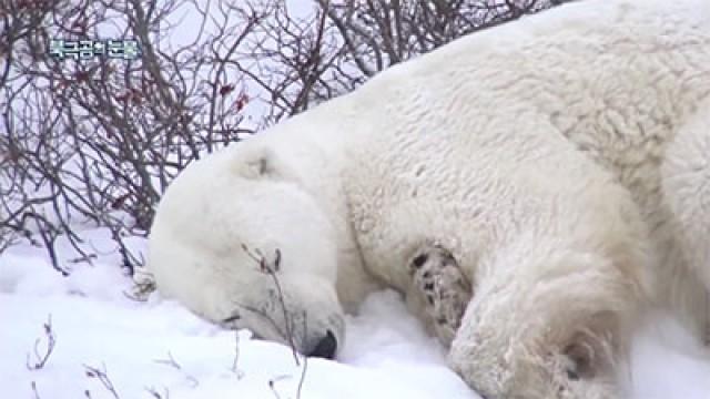 Tears of the Polar Bear (2) / Santa Academy (1)