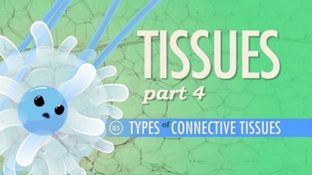 Tissues, Part 4 - Types of Connective Tissues