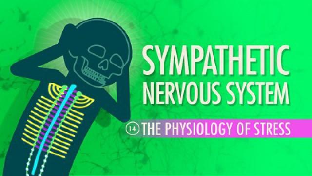 Sympathetic Nervous System