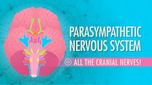 Parasympathetic Nervous System