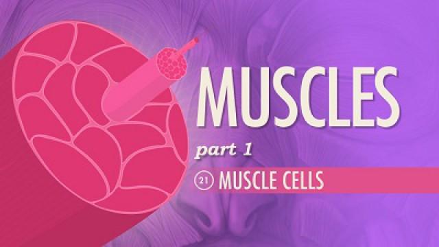 Muscles, Part 1 - Muscle Cells