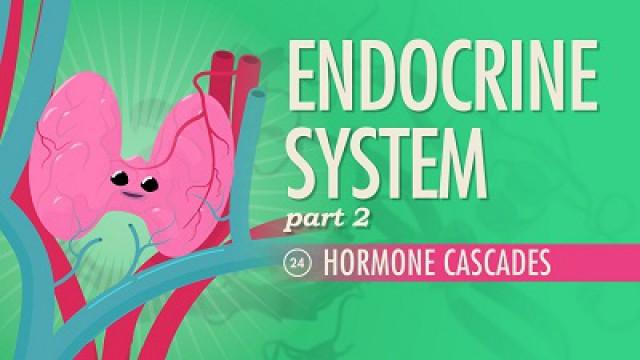 Endocrine System, Part 2 - Hormone Cascades