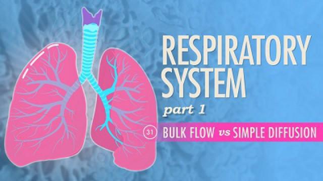 Respiratory System, Part 1 - Bulk Flow vs Simple Diffusion