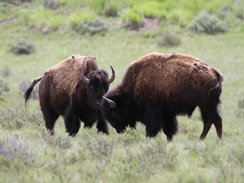 Best of Wildlife: Big & Small