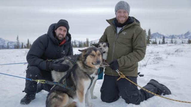 Denali: Dog Sledding