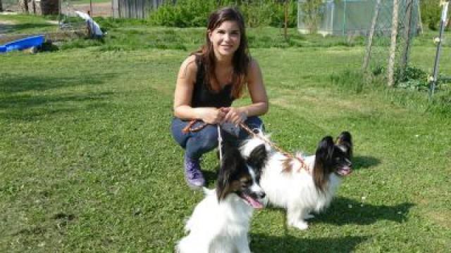 Papillon