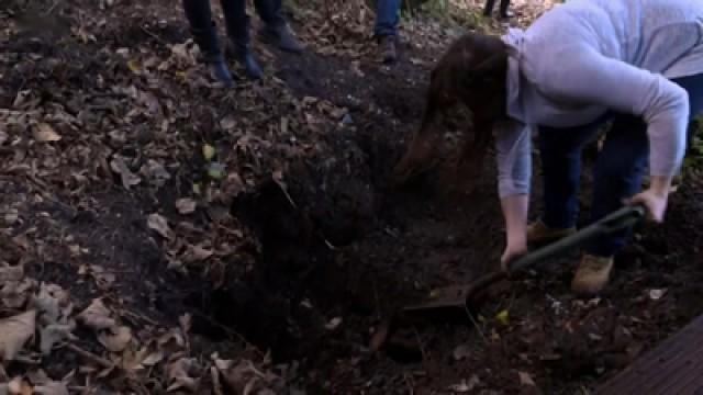 The Dig