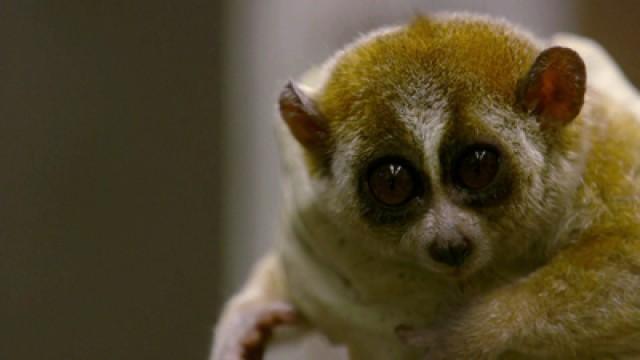 Slow Loris Romance