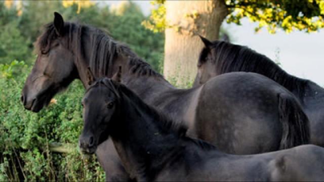 Foal O'Clock