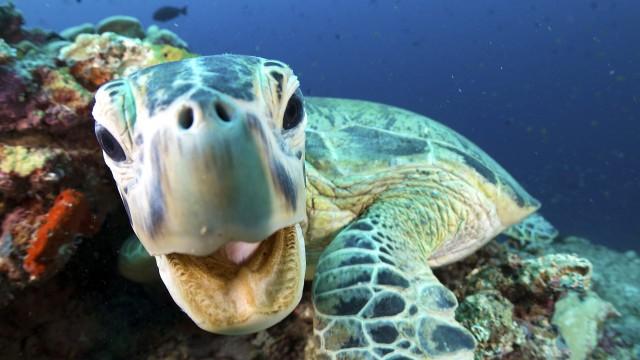 Coral Reefs