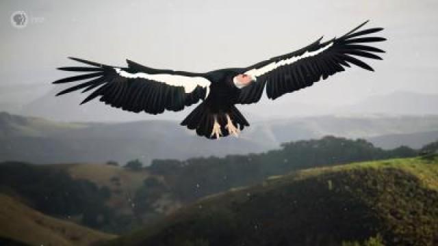 The Giant Bird That Got Lost in Time