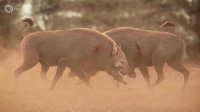 The Hellacious Lives of the "Hell Pigs"