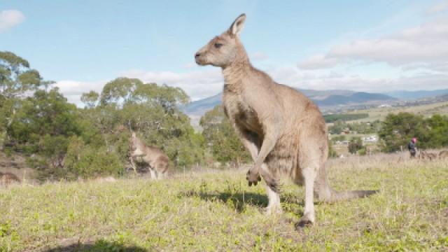 Melbourne and Tasmania