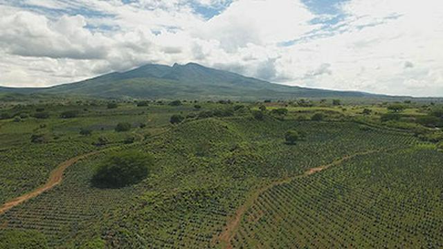 Agave Landscape and Ancient Industrial Facilities of Tequila