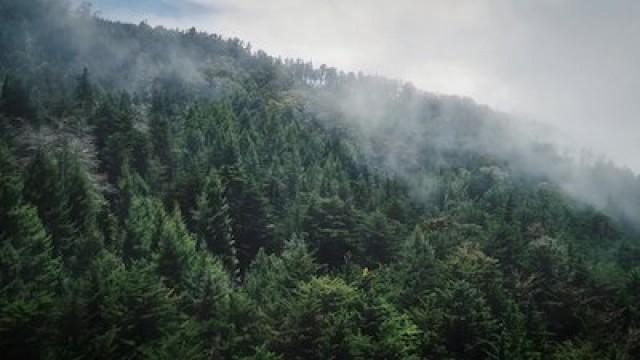 Forest of Death