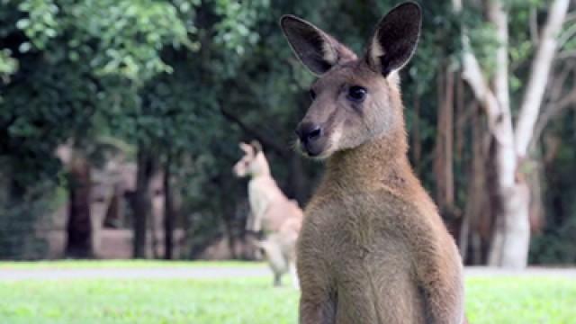 Robert’s Baby Kangaroo