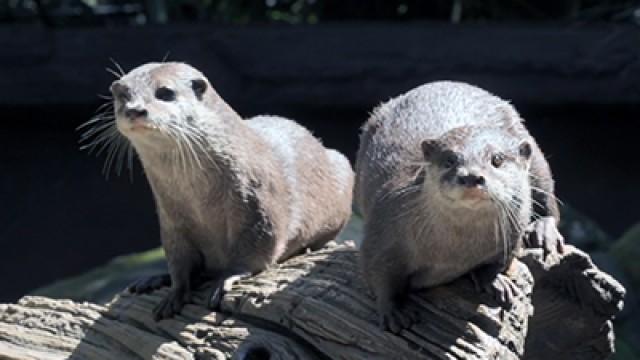 Bindi & the Otters