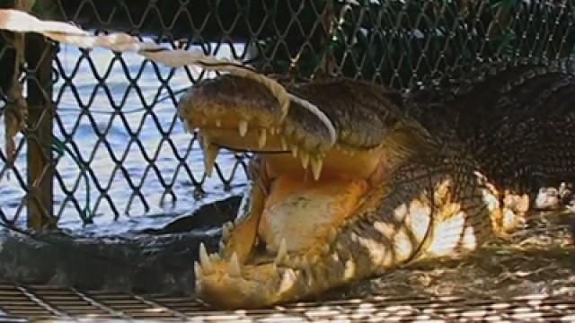 South Pacific Croc Rescue