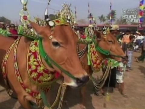 Games with Animals- Horse Pulling, Bull Racing, Rattlesnake Challenge