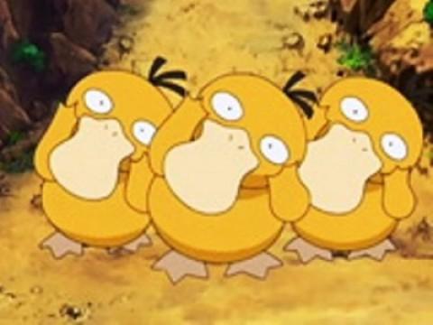 The Psyduck Stops Here!