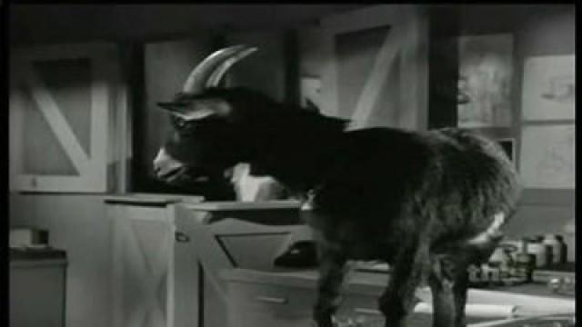 Getting Ed's Goat