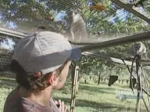 Monkey Caretaker
