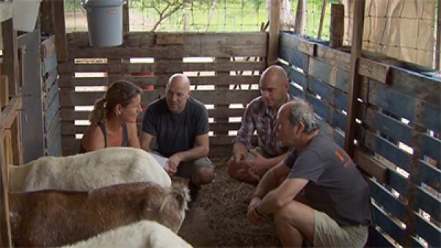 Helpen op de boerderij