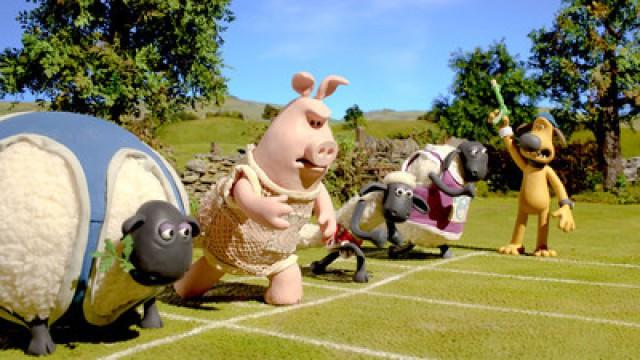 Championsheeps: The 100 Metre Dash