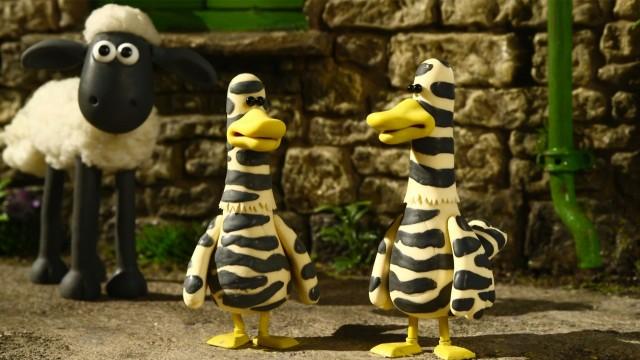 Zebra Ducks of the Serengeti