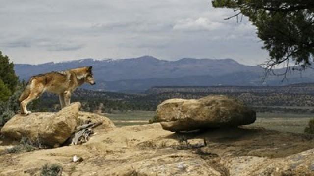 Lobo: The Wolf that Changed America