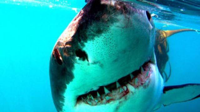 Great White Shark: A Living Legend