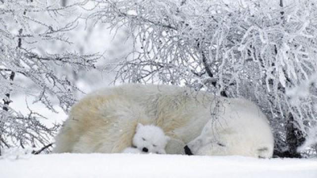 Polar Bears & Grizzlies: Bears on Top of the World