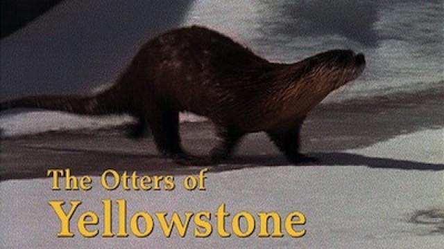 The Otters of Yellowstone