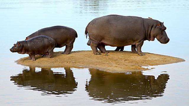 Hippo Beach