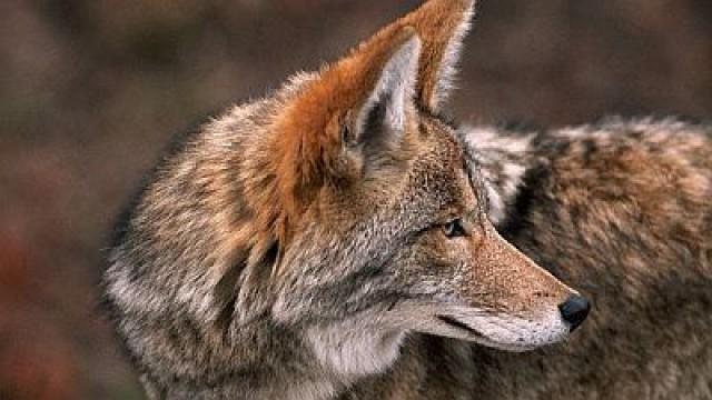 Coyote: the Ultimate Survivor?