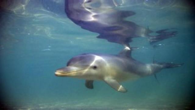 The Dolphins of Shark Bay