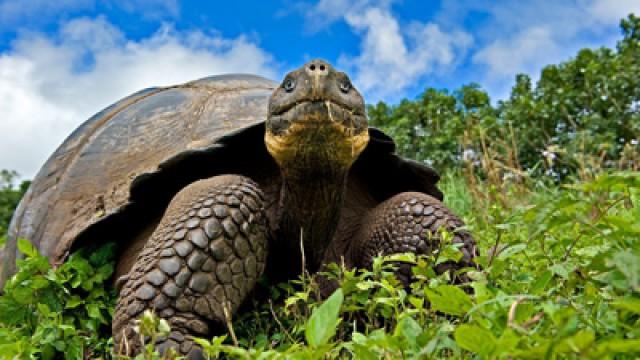 Galapagos: Islands of Change