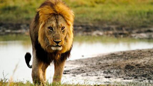 Return of the Giant Killers: Africa's Lion Kings