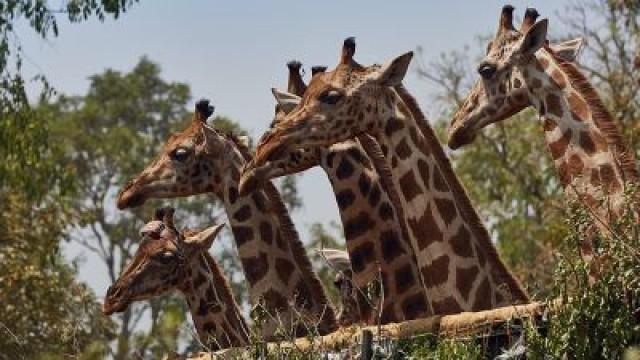 Giraffes: Africa's Gentle Giants