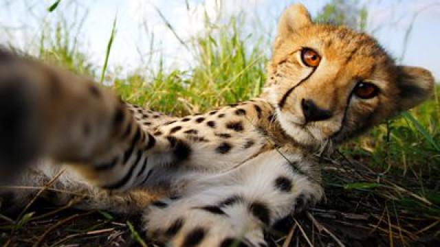 Cheetahs: Growing Up Fast