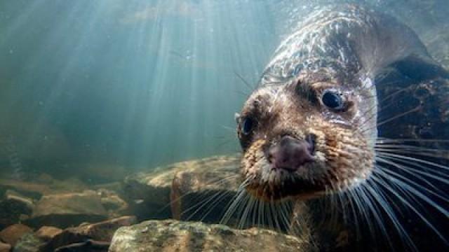 Supercharged Otters