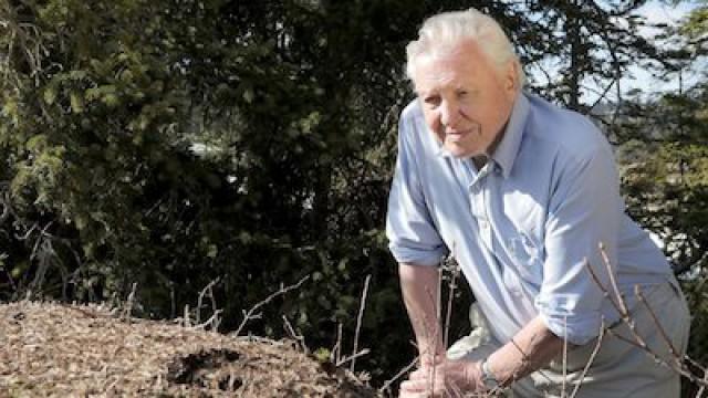 Attenborough and the Empire of the Ants