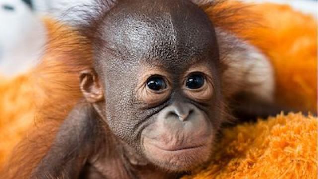 Red Ape: Saving the Orangutan