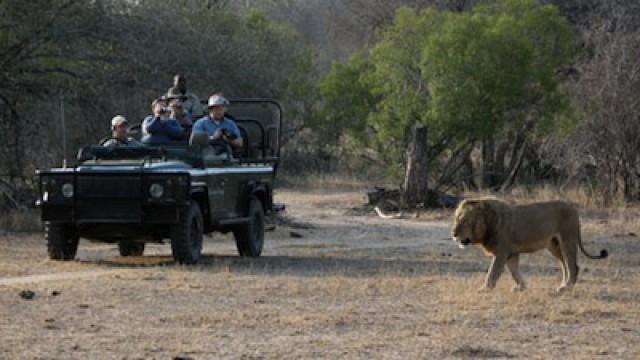 Caught on Safari: Battle at Kruger